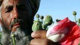 شبکه های جنایتکار که توليد مواد مخدر را اداره می کنند باید نابود شوند!