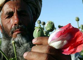 شبکه های جنایتکار که توليد مواد مخدر را اداره می کنند باید نابود شوند!