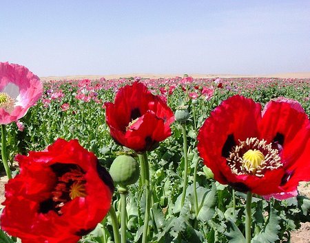 هلمند ركوردار توليد مواد مخدر درجهان
